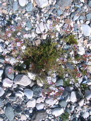 Chamaerhodos grandiflora