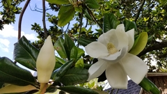 Magnolia grandiflora