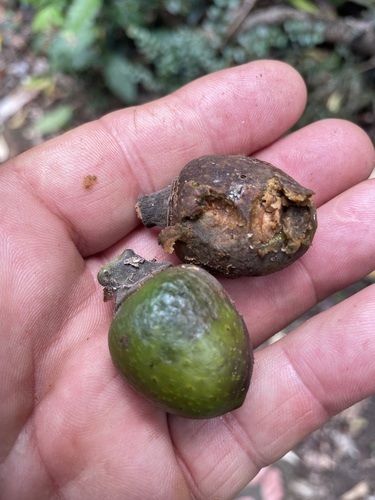 Ficus watkinsiana observed 2026-10-21