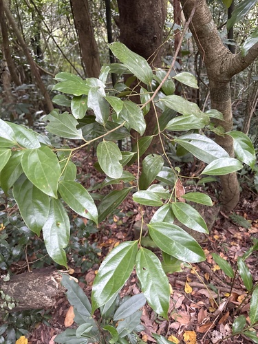 Cryptocarya chinensis observed 2026-10-21