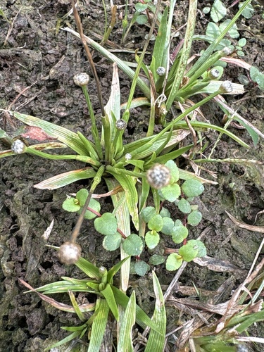 Eriocaulon observed 2026-10-21