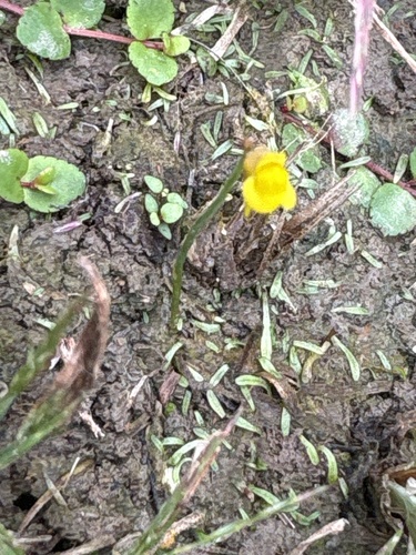 Utricularia bifida observed 2026-10-21