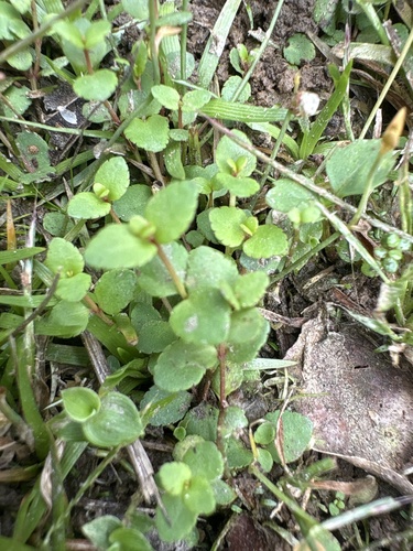 Gonocarpus micranthus observed 2026-10-21