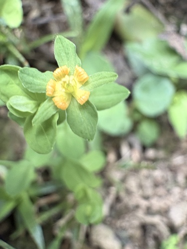Hypericum japonicum observed 2026-10-21