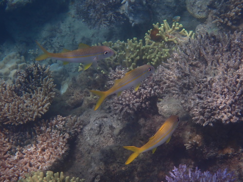 Mulloidichthys flavolineatus observed 2026-10-21