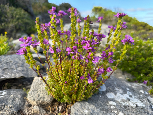 Euphrasia collina observed 2026-10-21