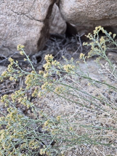 sticky snakeweed