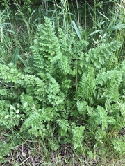 Sceptridium multifidum