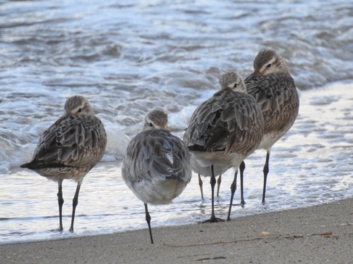 iNaturalist image