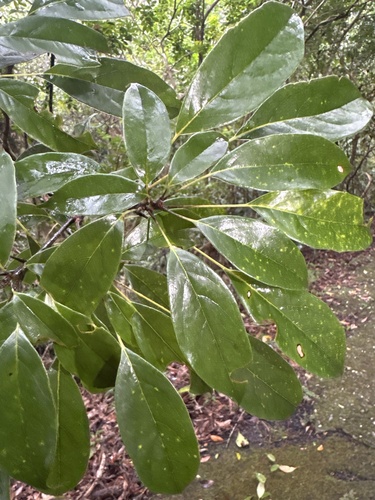 Meliosma observed 2026-10-21