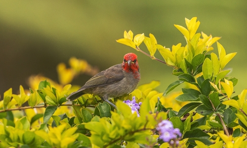 Myzomela cardinalis observed 2026-10-21