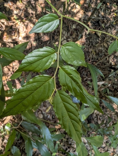 Ventilago observed 2026-10-17