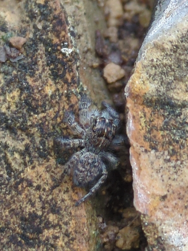 Red-bellied Jumping Spider