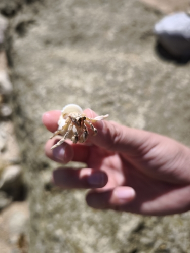 Coenobita rugosus observed 2026-10-21