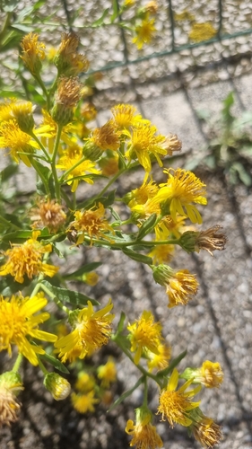 false yellowhead