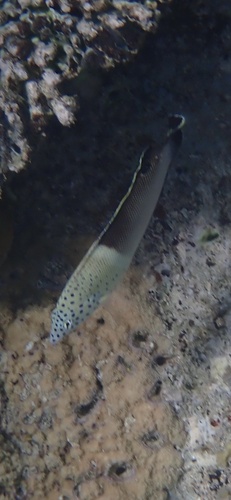 Coris aygula observed 2026-10-20