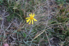 Senecio gramineus