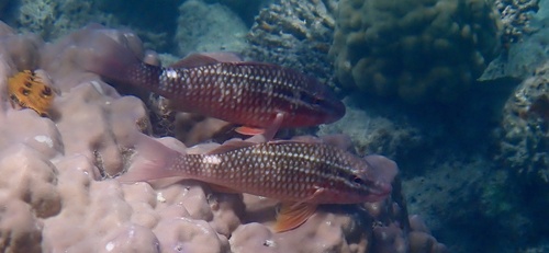 Parupeneus ciliatus observed 2026-10-21