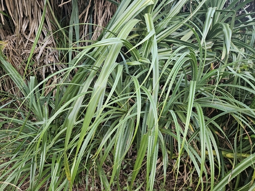 Pandanus odorifer observed 2026-10-21