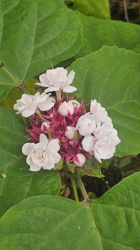 Clerodendrum chinense observed 2026-10-21