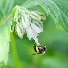 Andrena geranii