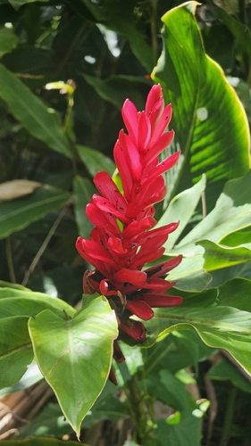 Alpinia purpurata observed 2026-10-21