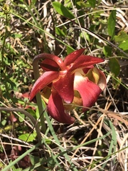 Sarracenia purpurea venosa