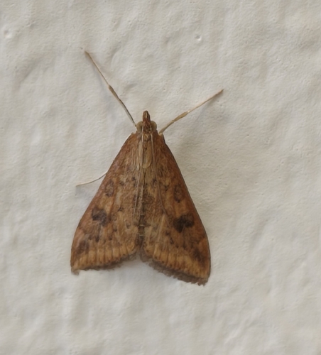 Rusty Dot Pearl