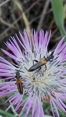 Oedemera simplex