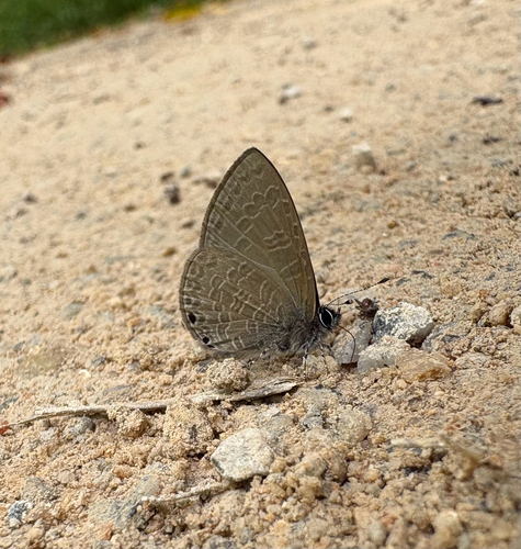 Polyommatinae