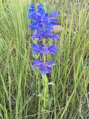 Penstemon cyananthus