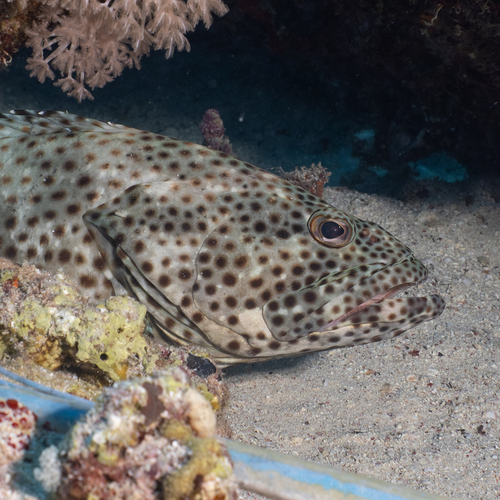 Epinephelus tauvina observed 2026-10-04