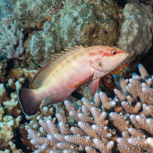 Cephalopholis hemistiktos observed 2026-10-04