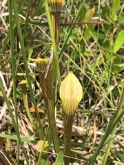 Sarracenia rubra