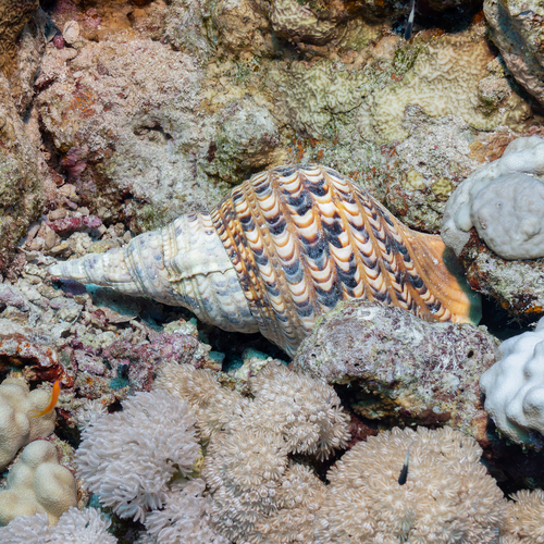 Charonia tritonis observed 2026-10-05