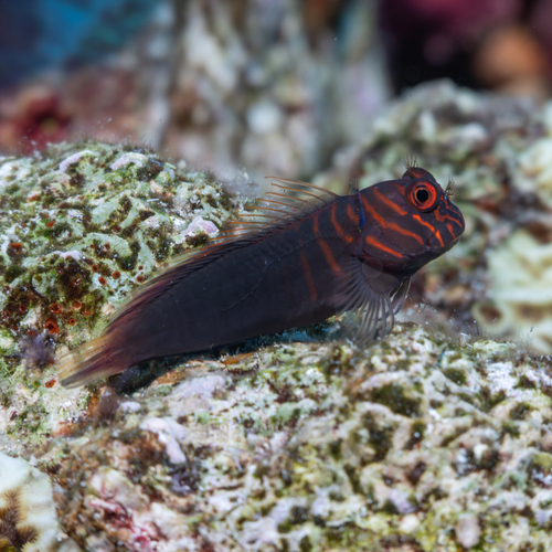 Cirripectes castaneus observed 2026-10-05