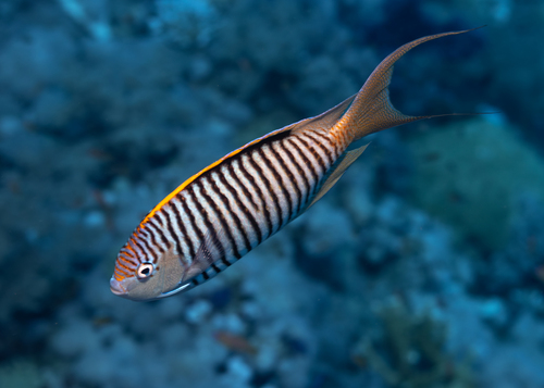 Genicanthus caudovittatus observed 2026-10-05