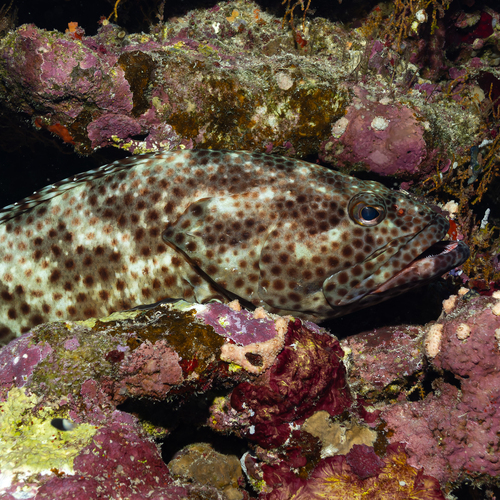 Epinephelus tauvina observed 2026-10-05