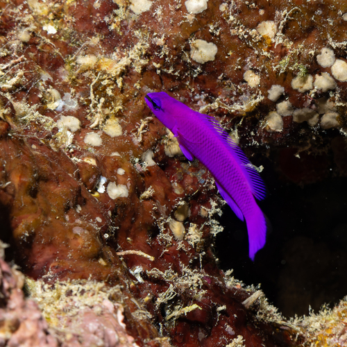 Pseudochromis fridmani observed 2026-10-05