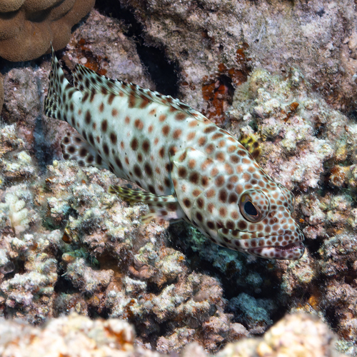 Epinephelus tauvina observed 2026-10-05