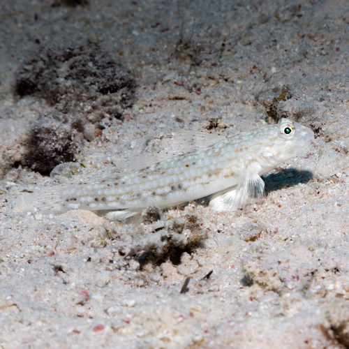 Istigobius decoratus observed 2026-10-05
