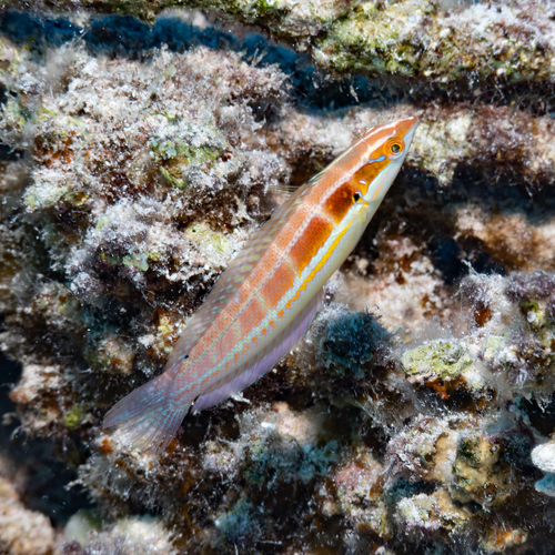 Coris caudimacula observed 2026-10-05
