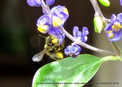 Megachile amparo