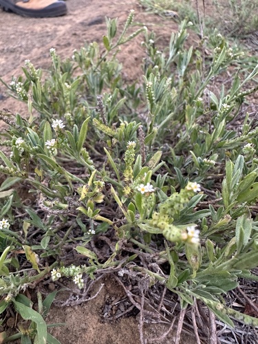 Euploca procumbens observed 2026-10-20