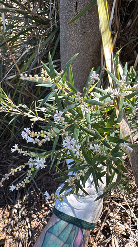 Leucopogon australis, 2026-10-13