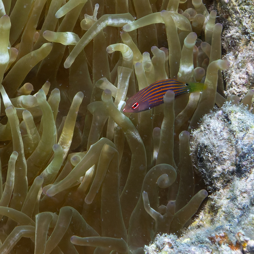 Pseudocheilinus hexataenia observed 2026-10-06