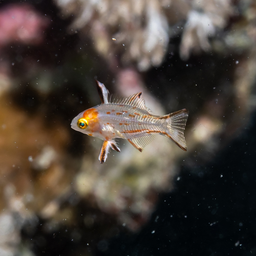 Bodianus anthioides observed 2026-10-06