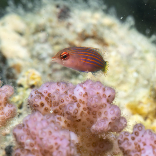 Pseudocheilinus hexataenia observed 2026-10-06