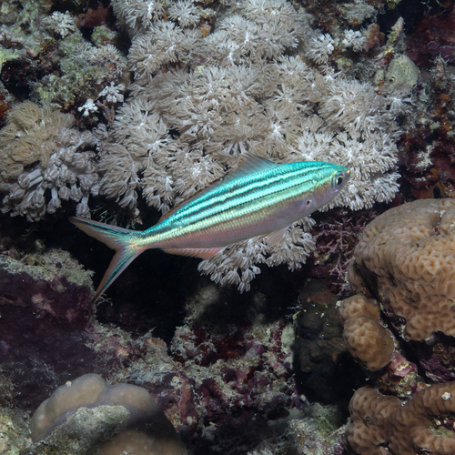 Caesio striata observed 2026-10-06