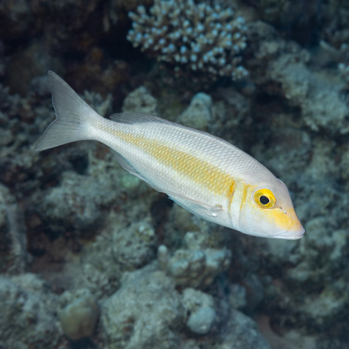 Lethrinus borbonicus observed 2026-10-07